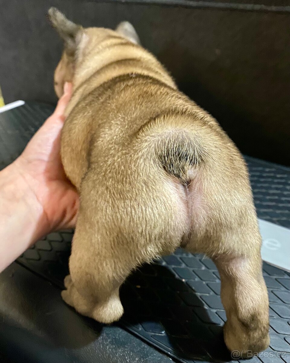 TOP francouzský buldoček s PP FCI - 11