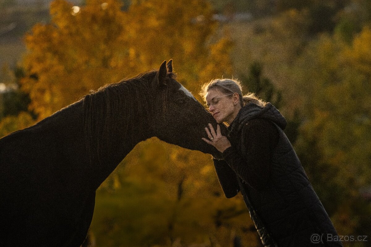 Valach Welsh Cob 3,5 roku - 11