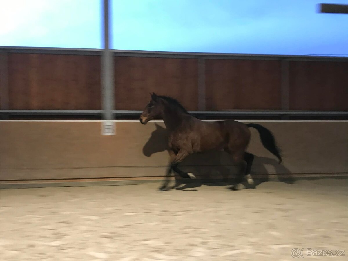 valach 9 let, 158 cm kůň pro ženu - 11