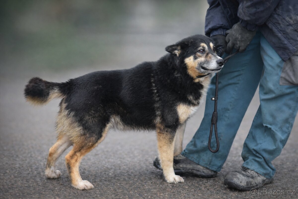 Roger hledá domov - 11