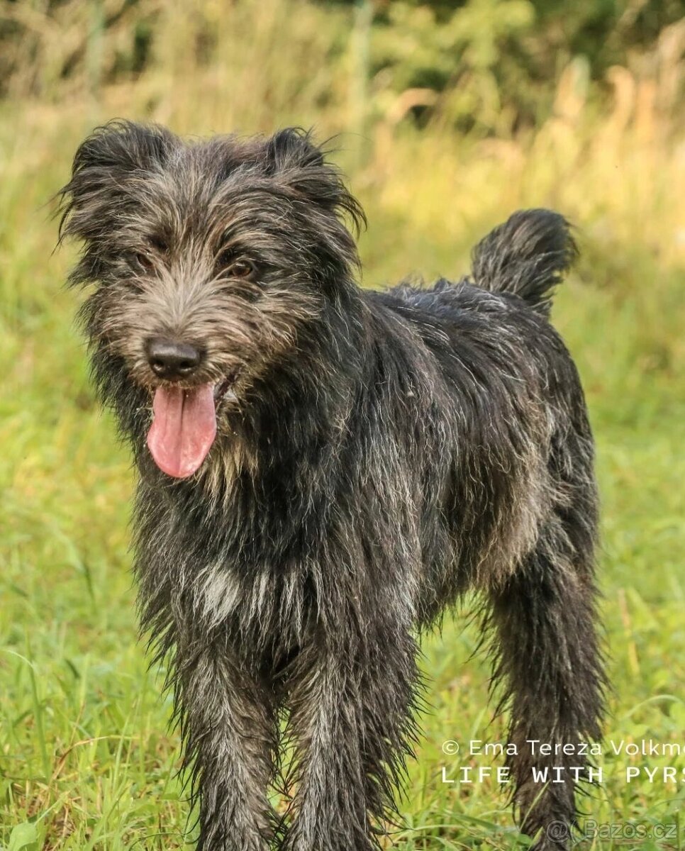 Pyrenejský ovčák - štěňátka s PP - 11