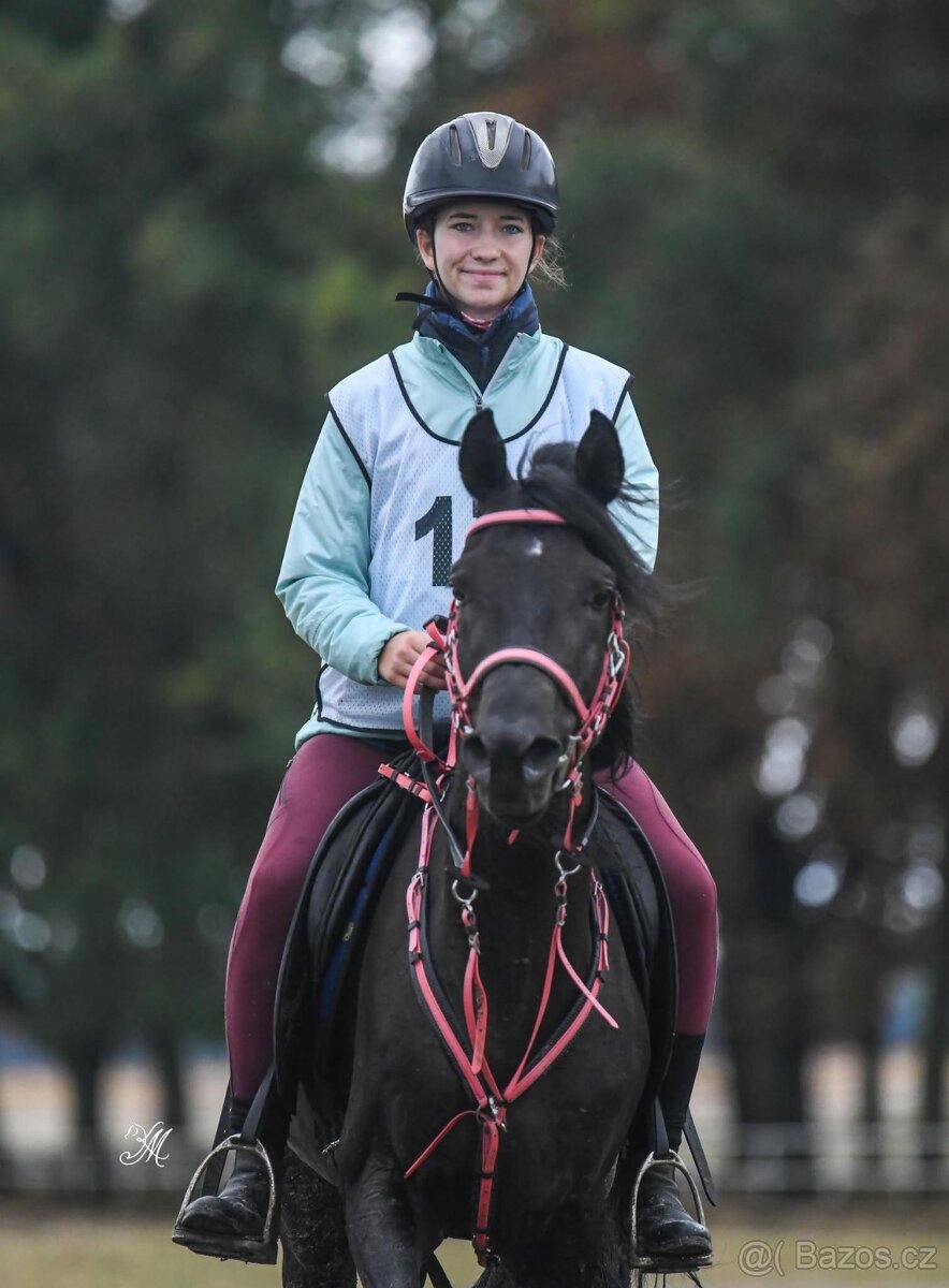 Equanadi-arabsky zrebec - 11