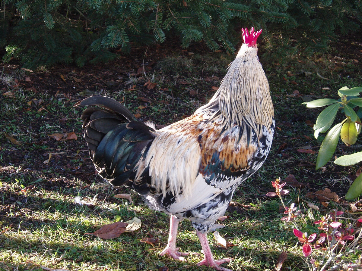 Prodám kohouta do chovu - 11