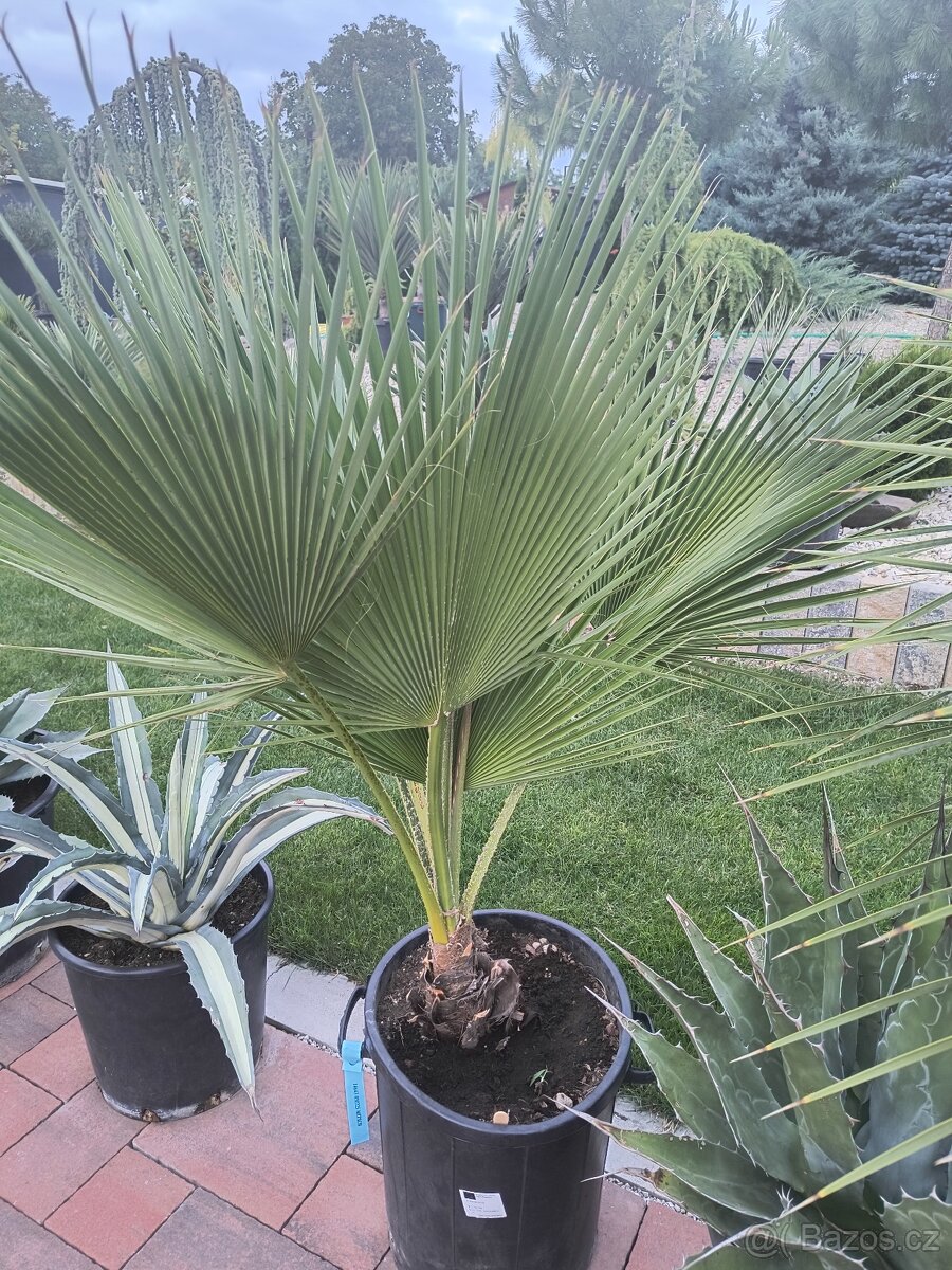 Sabal brazoriensis yucca juka - 11