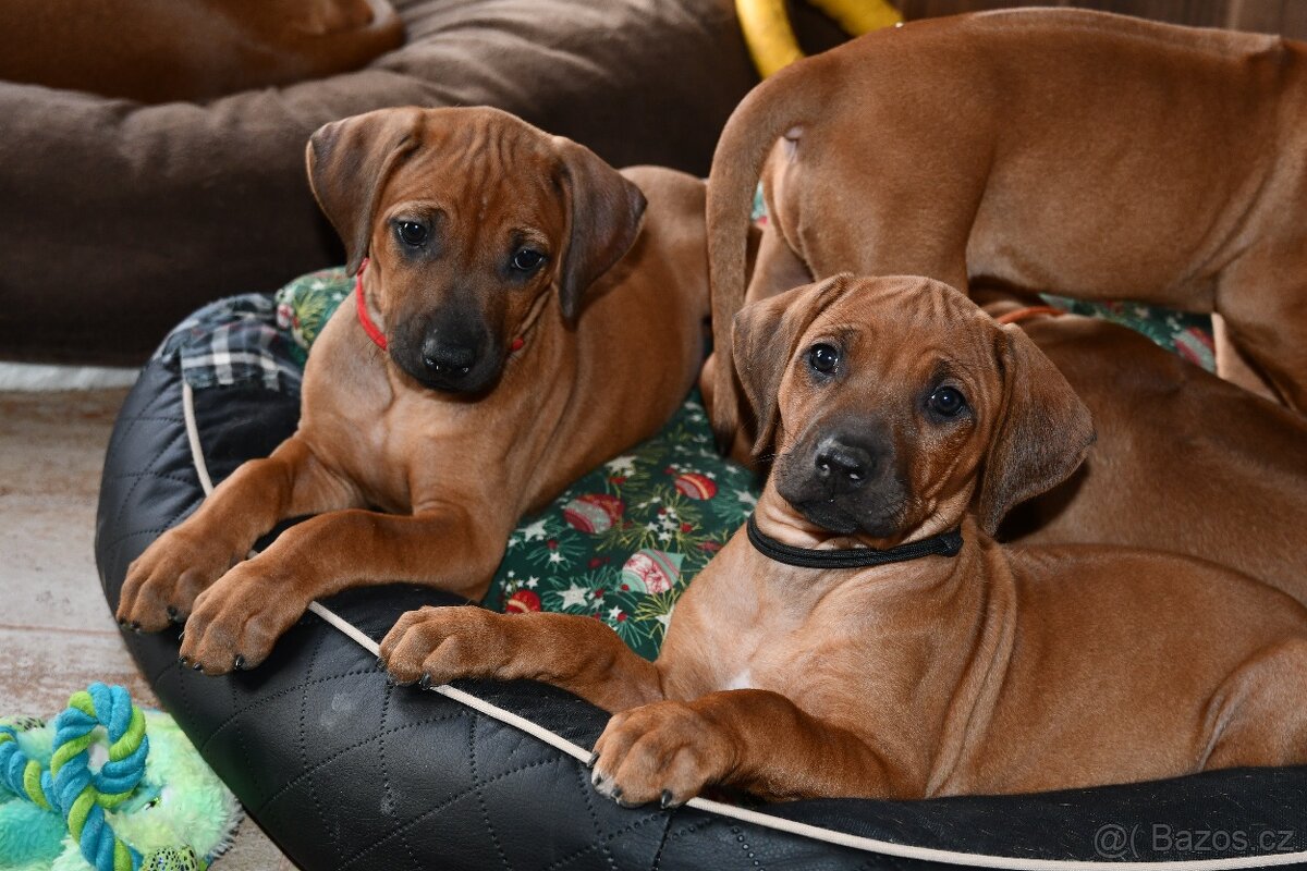 Rhodeský Ridgeback - štěňátka s PP - 11