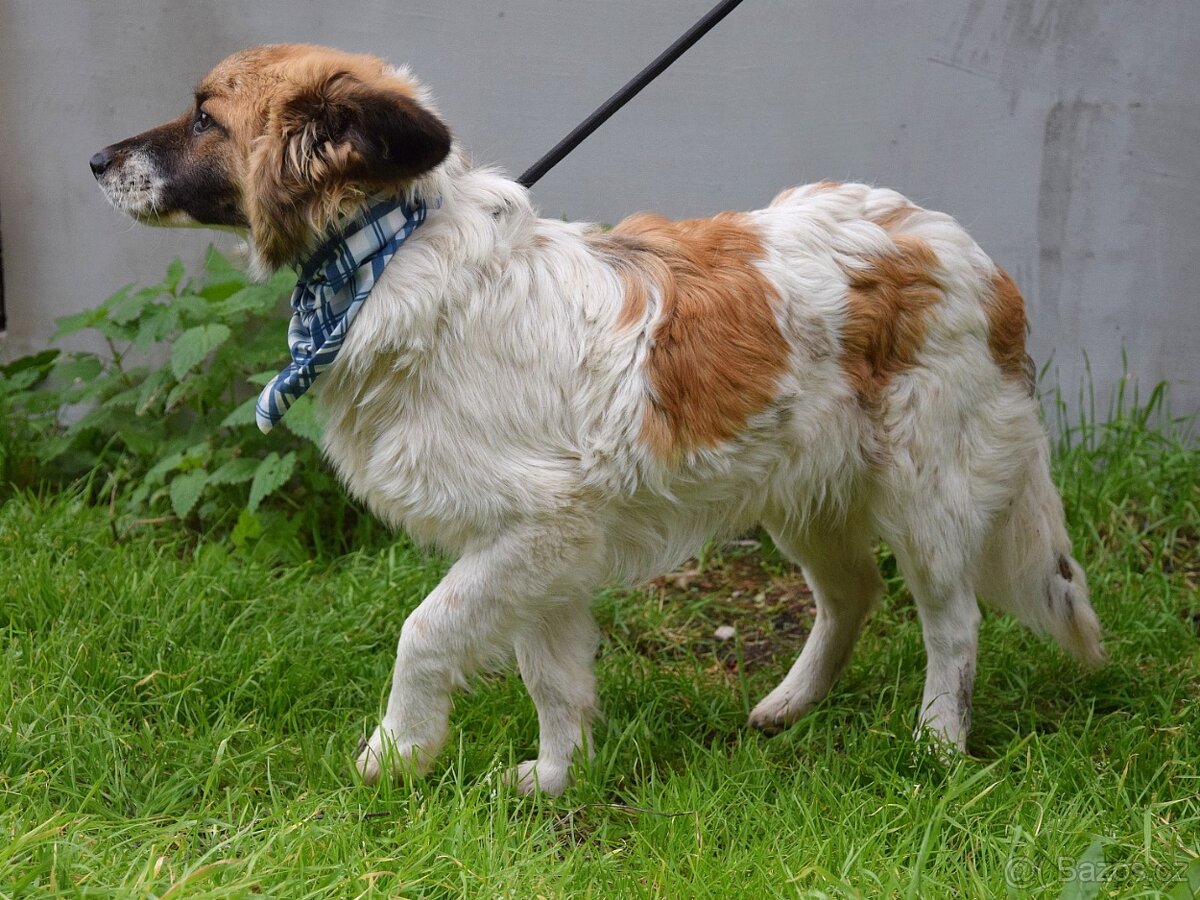 Olim hledá domov - 11