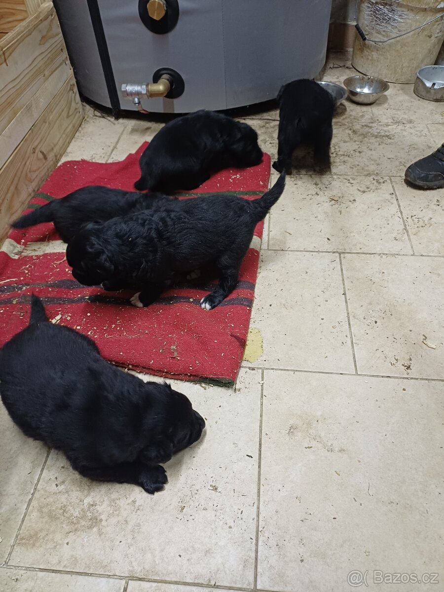 Štěňata - 11