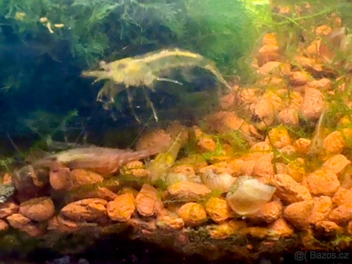 Krevetky akvarijní - 11