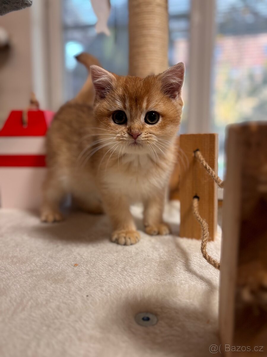 Luxusní zlata britská činčila koťata s PP pro chov - 11