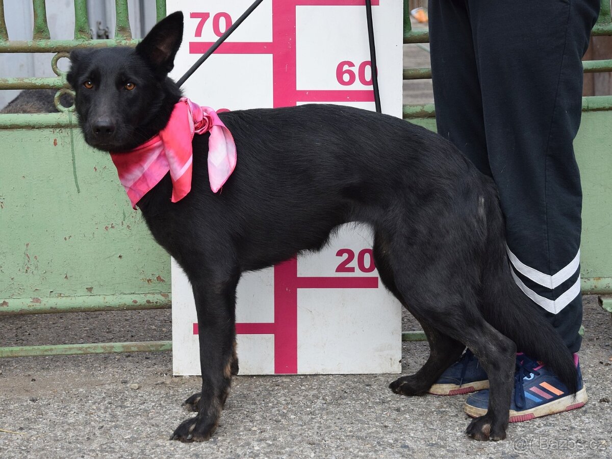 zvědavka Lajka - 11