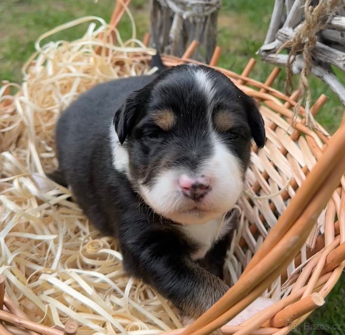 Miniatúrní americký ovčák - 11