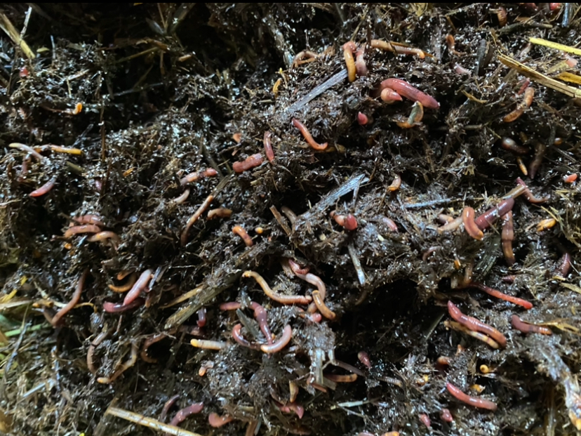 Kalifornské a Hnojní Žížaly - 11