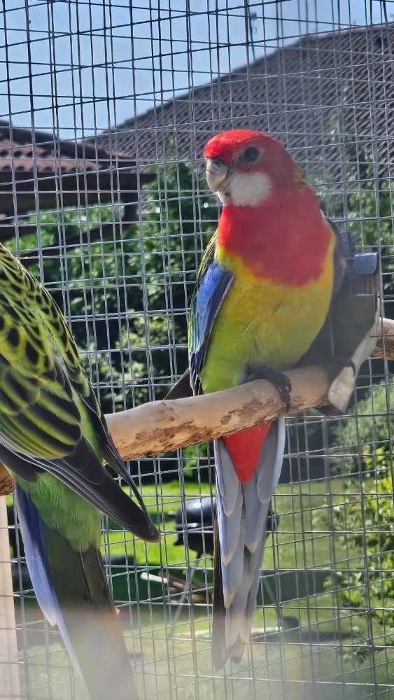 Prodám rosela pestrá nádherná - 11