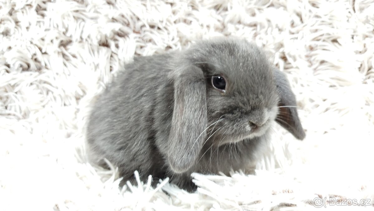 Zakrslý beránek, králíček, králík - KVÍDO - 11