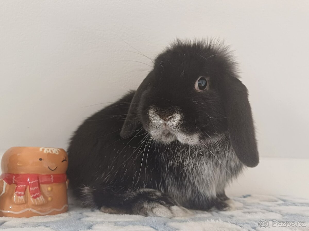 Volný Sameček Anglický Zakrslý Beránek MiniLop🤍 - 11