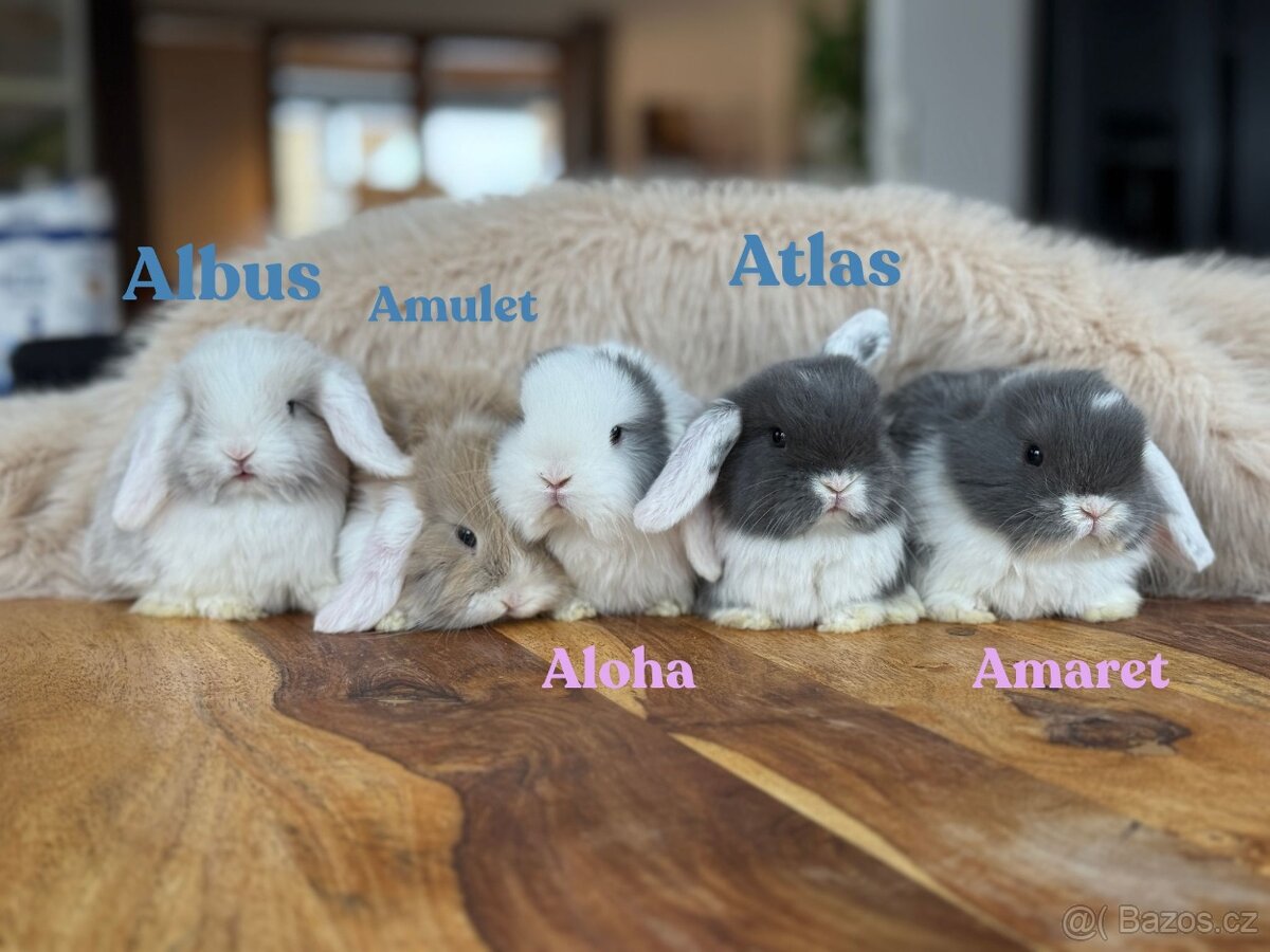 Minilop - zakrslý beránek - mláďata k rezervaci - 11