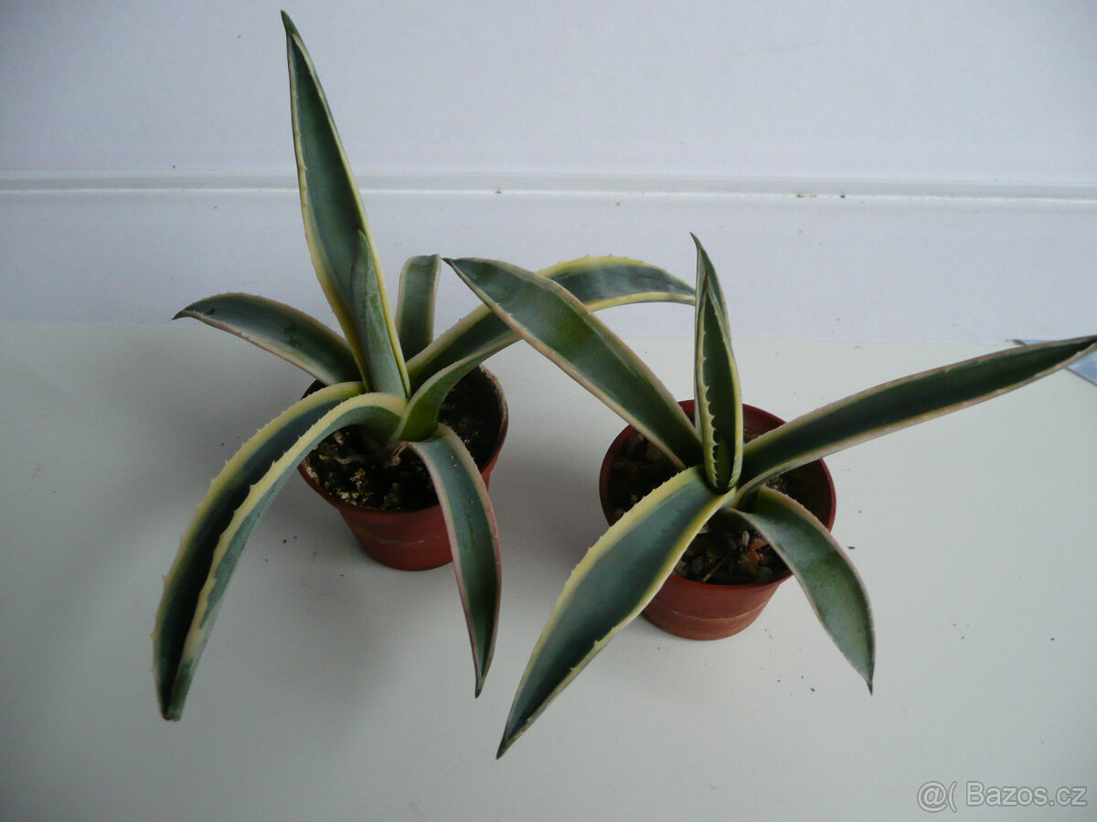 Agave americana - 11