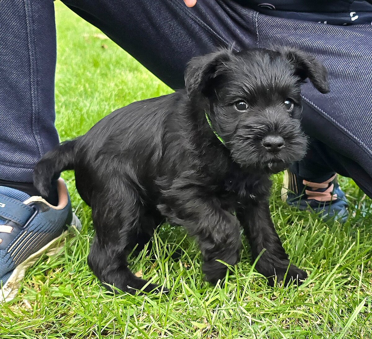 Knírač malý černý - 11