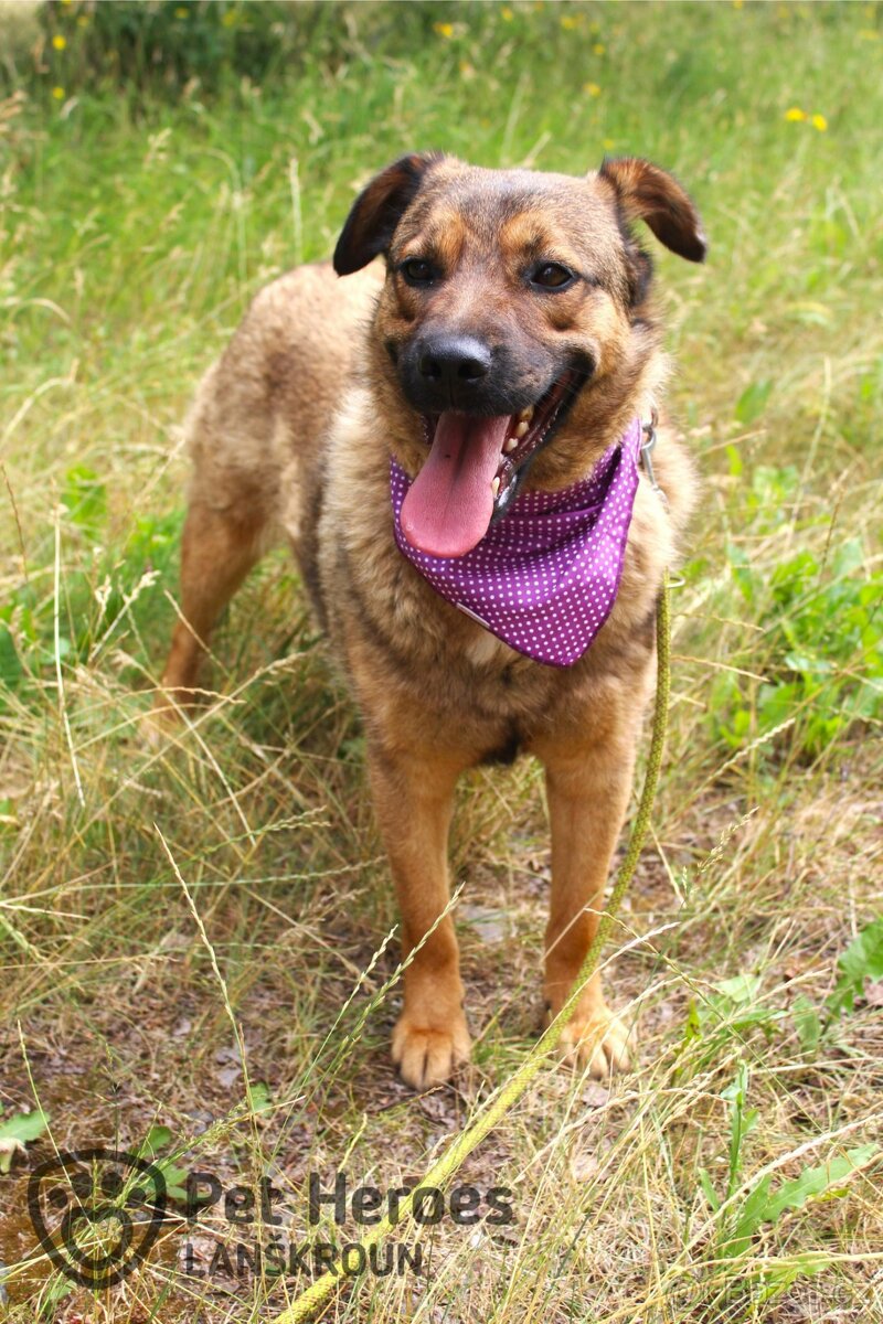 Guliana - fenka k adopci - 11