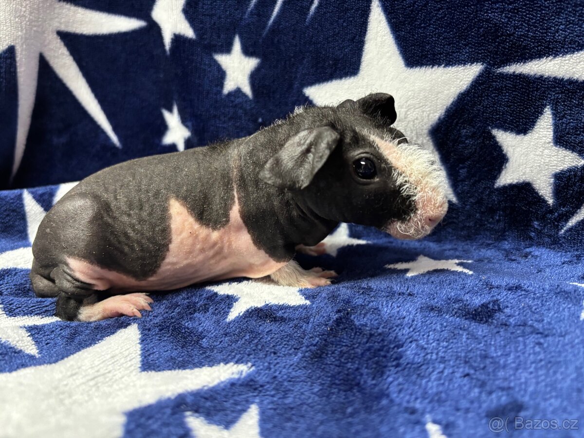 Skinny morče, samečci s PP - 11