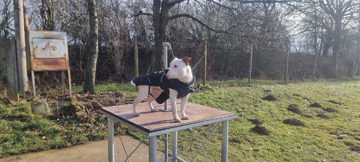 Krycí pes Stafordšírský bulteriér s PP . - 11