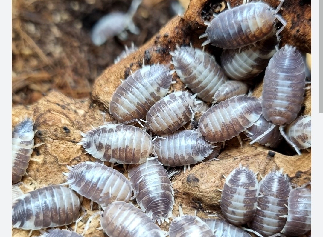 Tropické stínky, svinky - 11