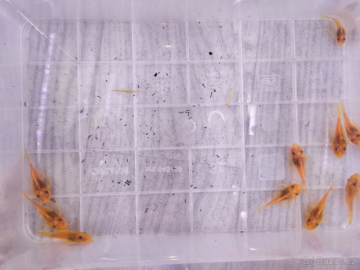 Pleco, Hypancistrus, Ancistrus long fin, sumce - 11