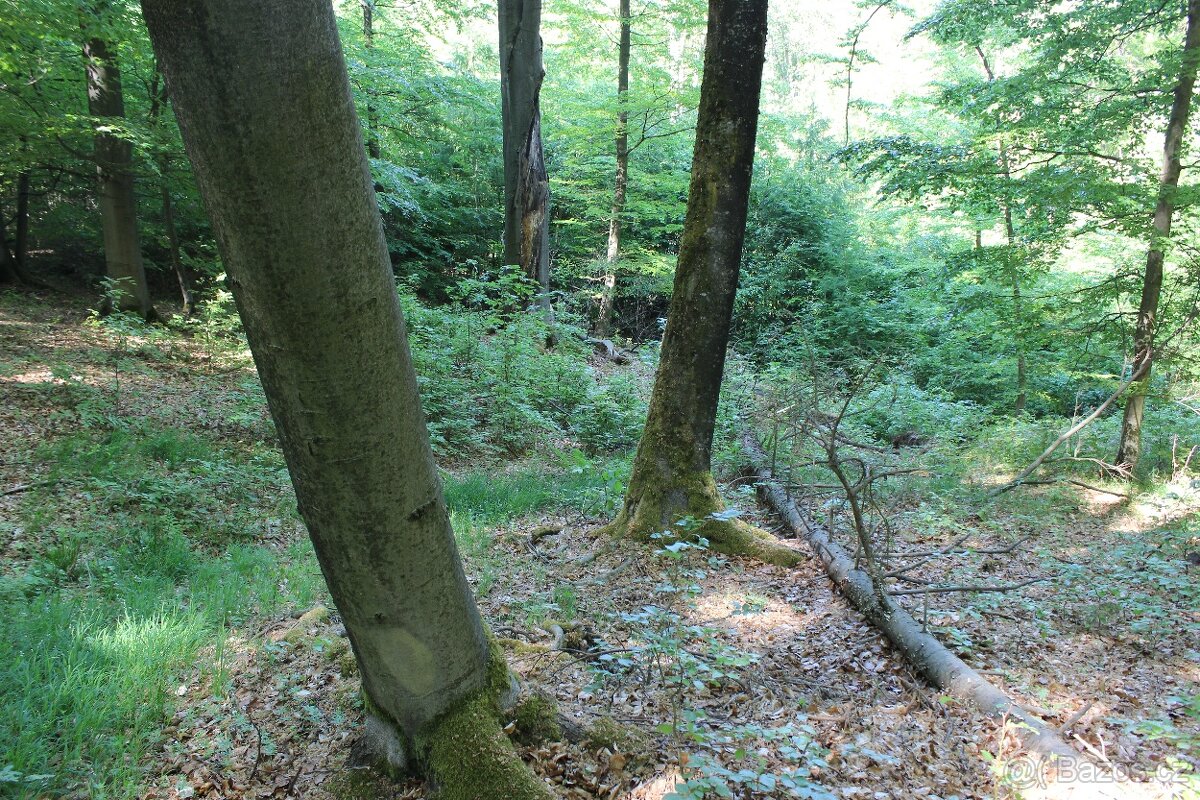Prodej nevytěženého lesa u Luhačovic - 3,25 ha - 11