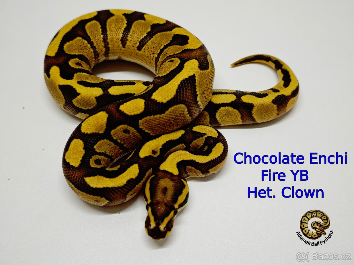 Krajta Královská - 11