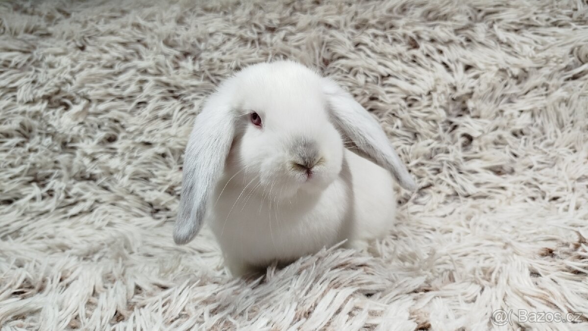 Zakrslý beránek, králíček, králík - MOLLY - 11