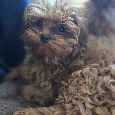 Cavapoo - 11