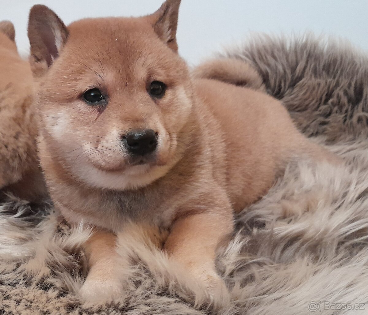 Shiba inu - 11