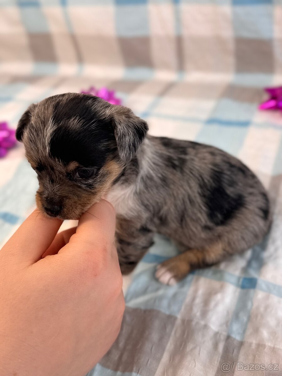 Hairless čivava - naháč - 11