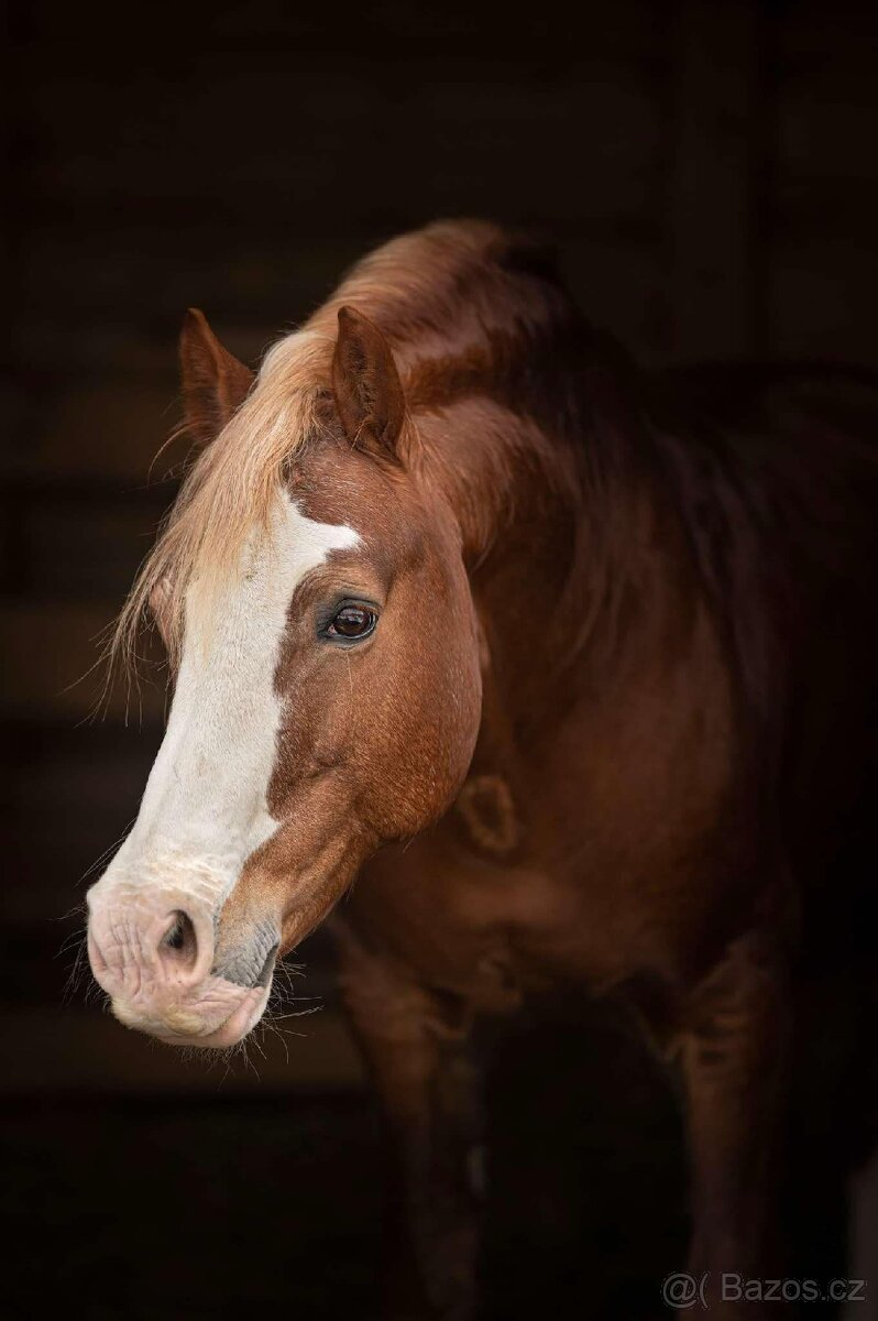 Klisna Welsh pony of cob type - 11