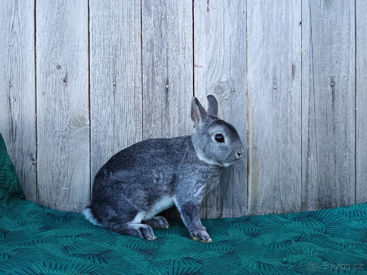 Zakrslý REX činčilový s PP - 11