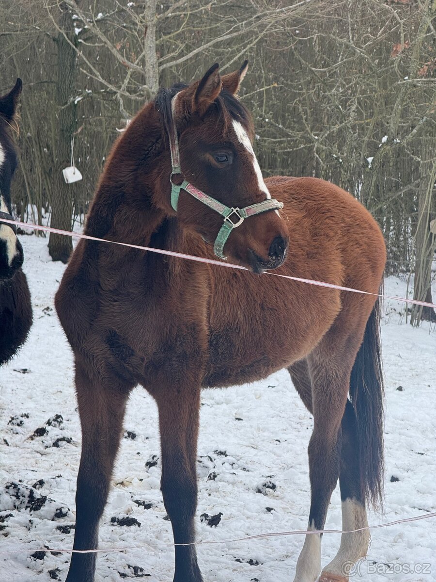 ČT klisnicka k prodeji - 11