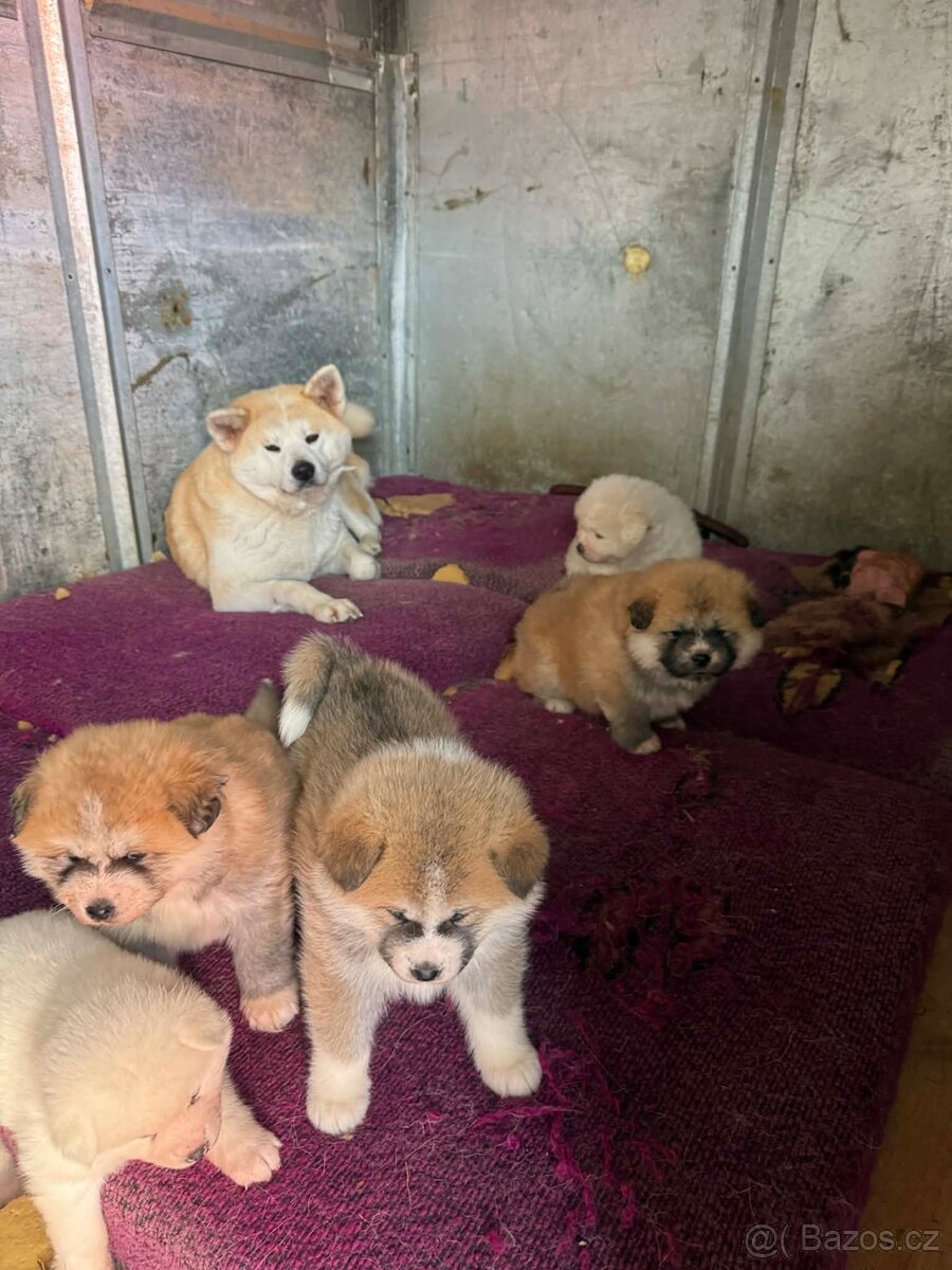 Štěňata Akita inu - 11