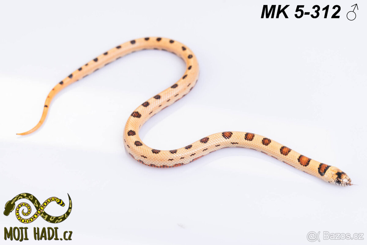 Lampropeltis MAGMAKING - 11