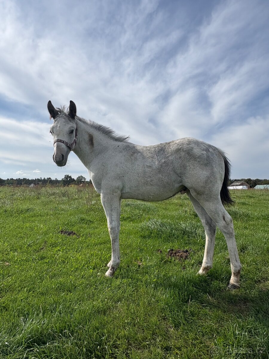 Hřebeček Appaloosa - 11