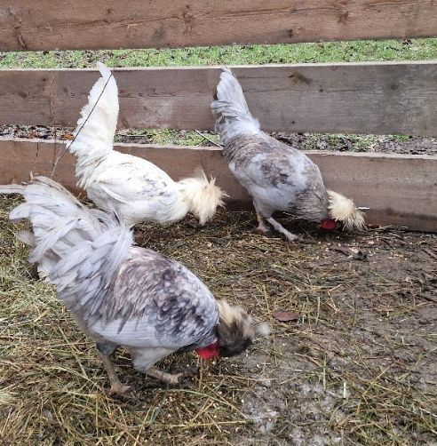 Kohouti Holanďanky, Hedvábničky - 11