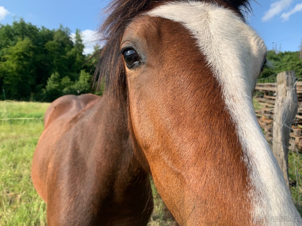 Welsh pard Bred malý sportovní kůň - 11