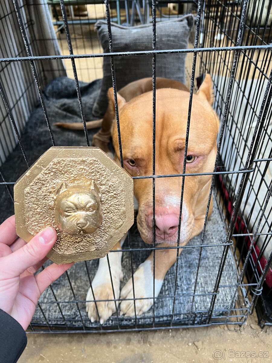 Krytí American Bully XL s PP - 11