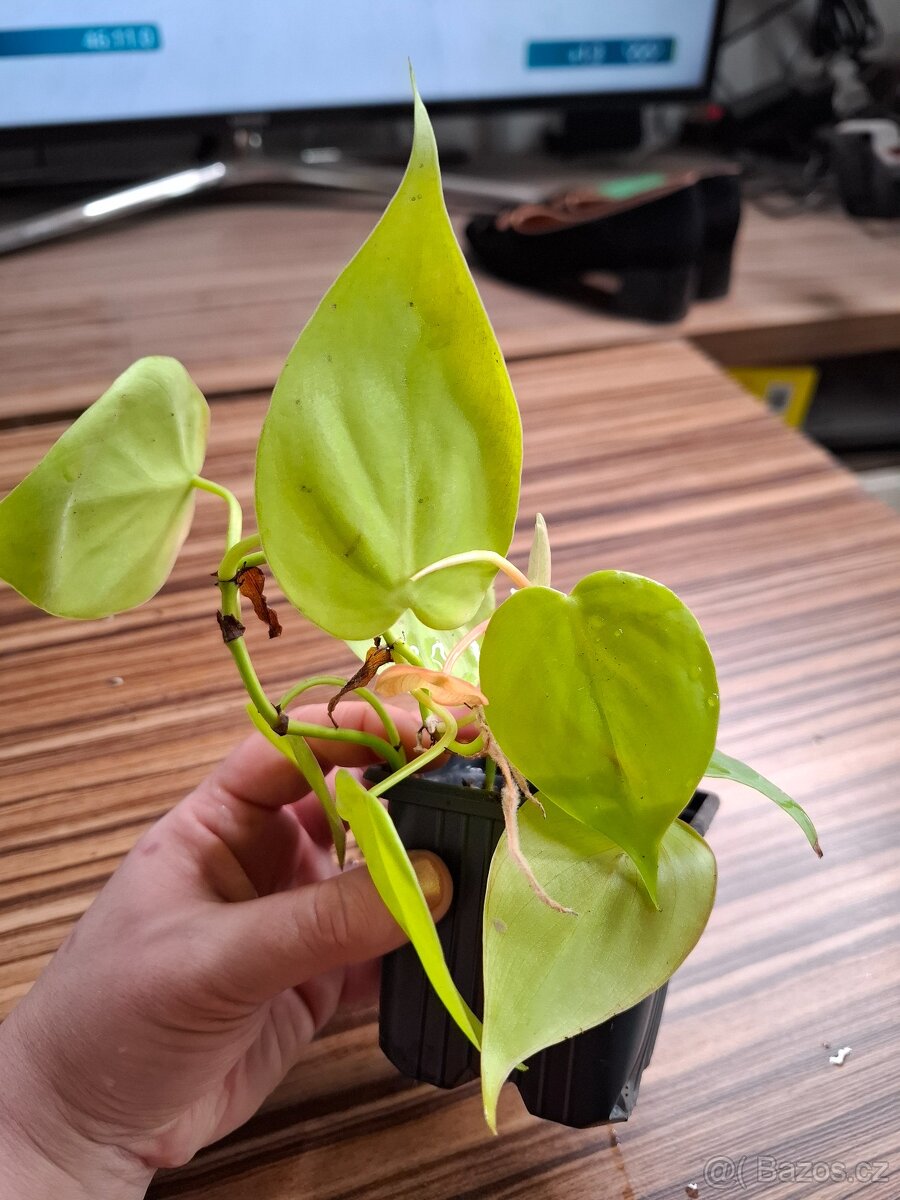 Sada rostlinek - 333 Kč/ 4 kusy - 11