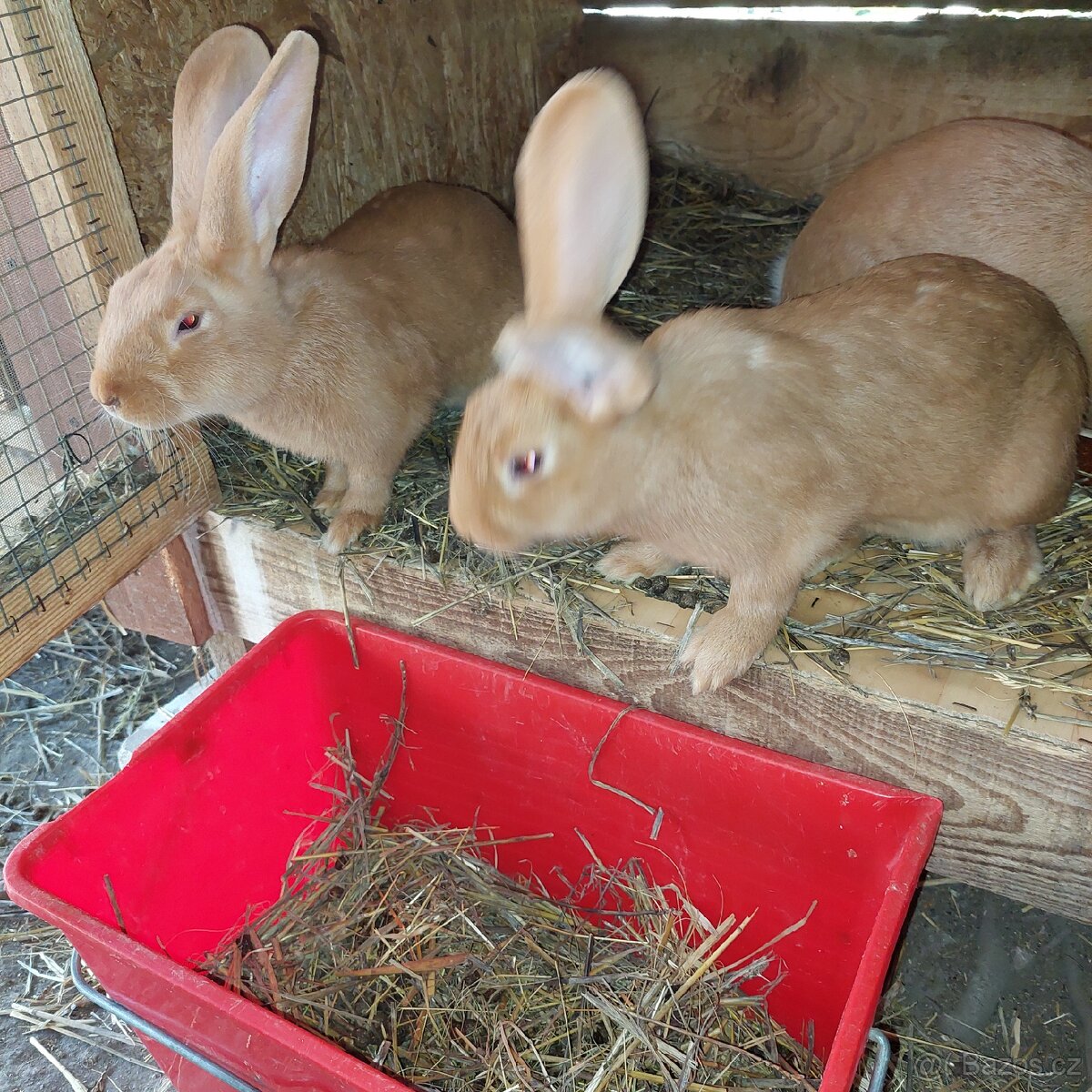 Samičky BU na chov - 11