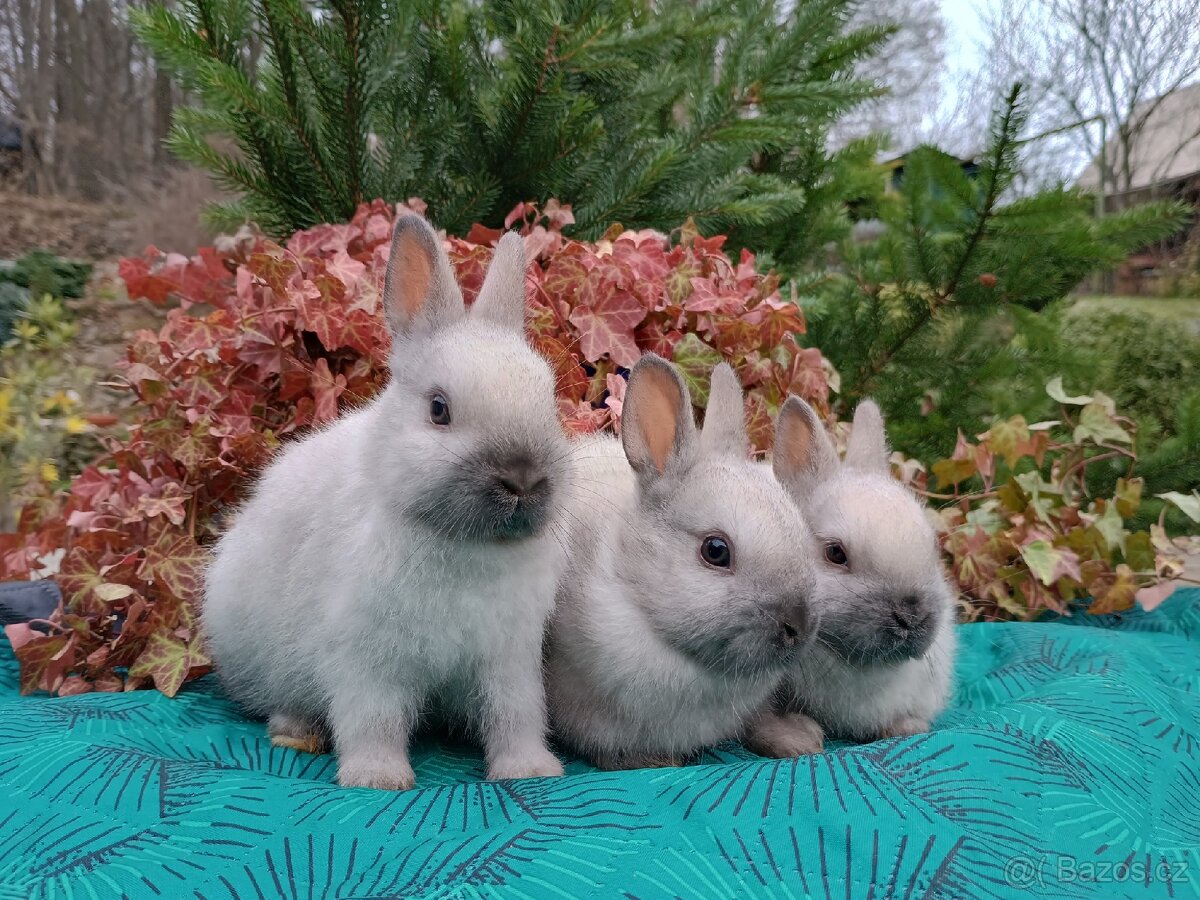 Zakrslý siamský žlutý miminka - 11