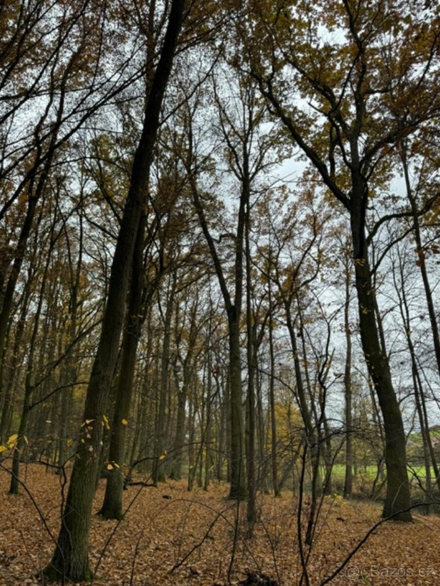 Prodám lesní pozemek v k.ú. Snopoušovy - 11