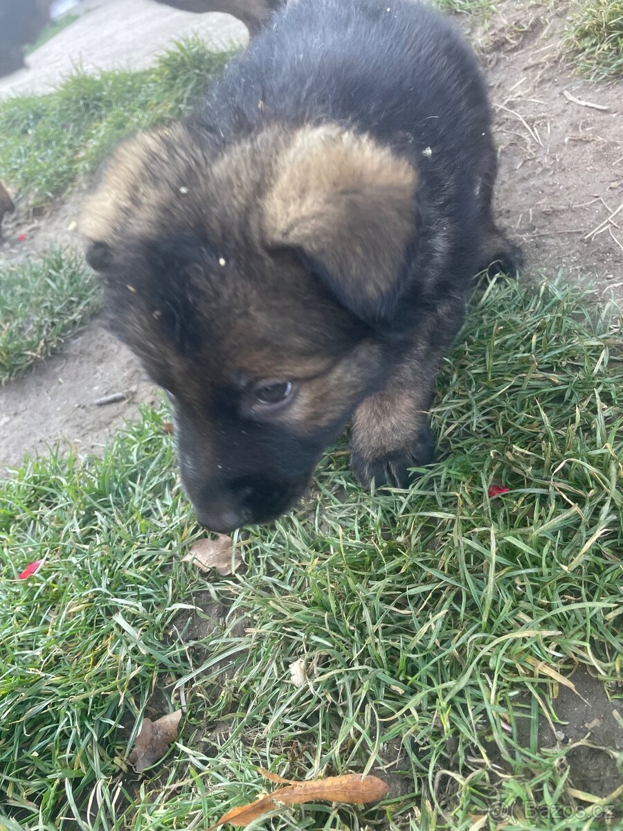 Německý ovčák - 11