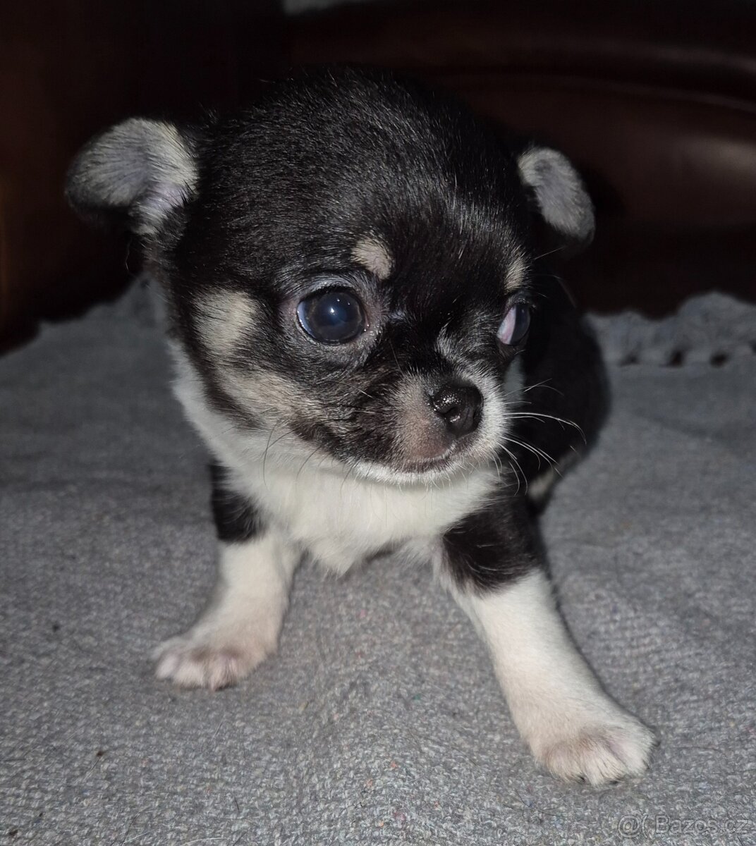 Čivava s PP, krásná štěňátka k odběru. - 11