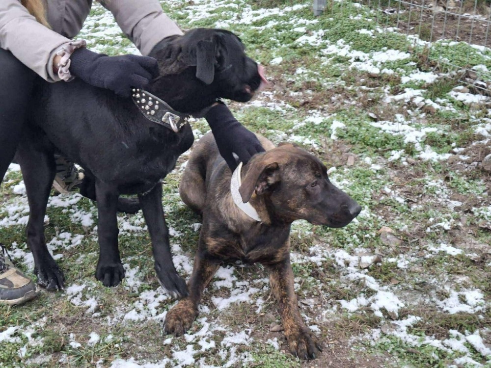 2 fenečky štěňátka - 11