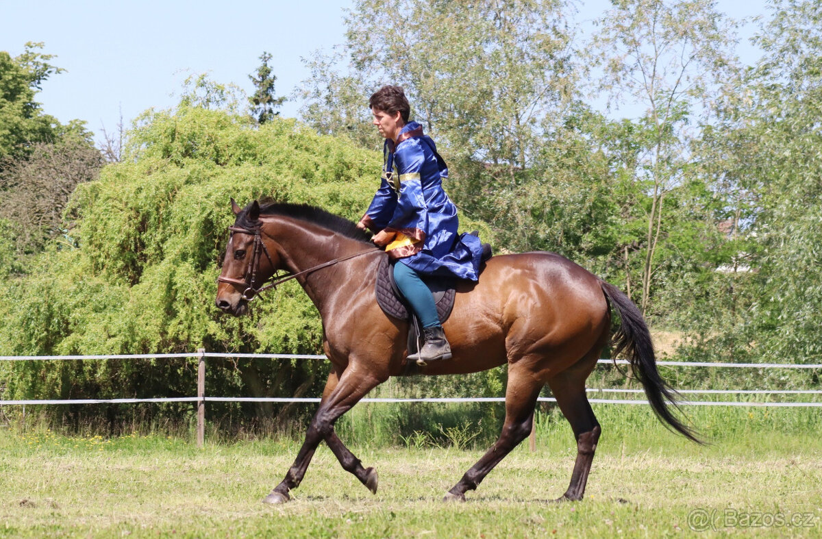 10letý valach A1/1 - 11